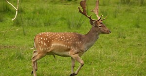 Deer Collisions in the U.S. Are Declining: State Farm