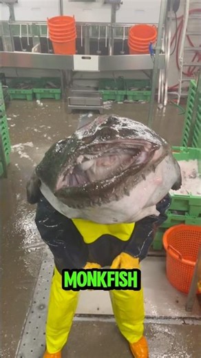 You Thought This Was a Leaf… But It’s Actually a Monkfish 😮🐟 | Ocean Wildlife Short #monkfish