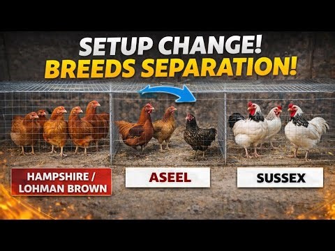 Chicken 🐔 Cage Setup with 4 Popular Breed | Full Farm Tour | Daily Vlog