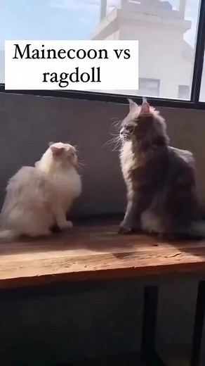 Mainecoon Vs Ragdoll🤣 . . . . . . #mainecoonlife #mainecoonfun #kitty #mainecoonkitten #mainecoonlovers #kittylover #kittycat #mainecoons #kittylife #mainecoonshaded | Maine Coon Lovers