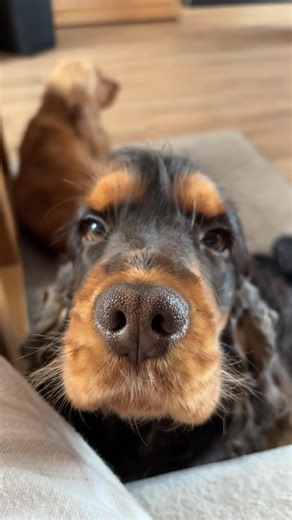 Si votre chien vous regarde comme ça vous avez tout gagné 😂🤎 (ou il a faim) #elevagefamilial #cockerspaniel #delamaisonducharmeanglais #cocker