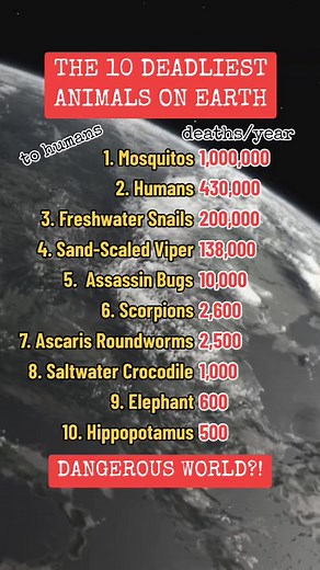 76K views · 169 reactions | The 10 Deadliest Animals on Earth to Humans. Dangerous World ! #countries #toplist #trending #countriesoftheworld #population #viral #viraltiktok #people #dangerous #fyp #top #travel #ranking #animals #foryou #top10 #education #world | Mel C. Roberts | Facebook