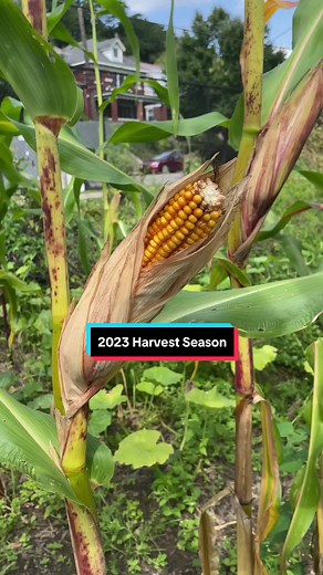 2023 harvest season is a wrap! So excited to start enjoying this homegrown and wild food #growyourownfood #offgridliving #gardenharvest #urbanhomestead