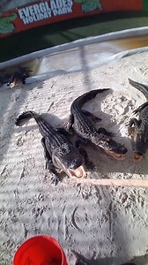 18K views · 68 shares | Gator feeding and training the other day! Fun...