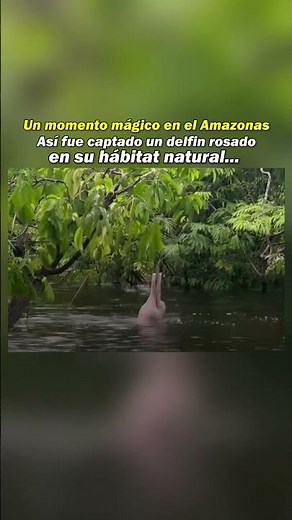 Captan delfín rosado en su hábitat natural 🥰