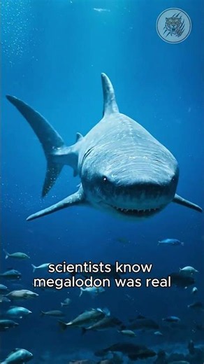 Megalodon once ruled the ancient ocean... so what happened to it?#Megalodon #Sharks #YouTubeShorts