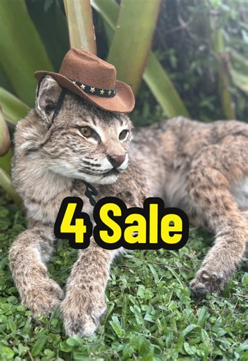 🐱 and 🦝 looking for homes 🏡 #TaxidermyForSale #OdditiesForSale #CuriosityCabinet #WildlifeCollectibles #ExoticTaxidermy