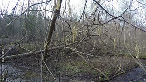 Hazel (Corylus avellana) catkins first trees to flower in spring. Lamb's tails blooms move in wind. Wild brook water flow in forest. 4K UHD wide angle shot.