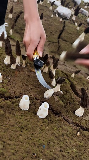 22K views · 78 reactions | Let the DJI Mic Mini transport you deep into the forest.Hear every crisp detail of mushroom foraging. Best with headphones!  : Xiaoposhanzhen&Xiaoponongye #DJIMic #DJIMicMini #ASMR #ClearAudio | DJI Australia and New Zealand | Facebook