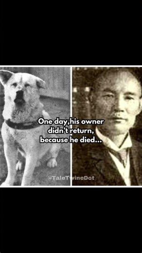 The sad story of Hachiko #history #shorts #animals #dog #truestory