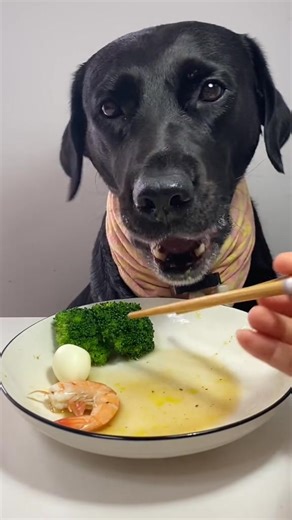Dog eat so cute #dogeat #dog #eat #eating #mukbang #foryou #tiktok #fyp #dogitaly | Your pet