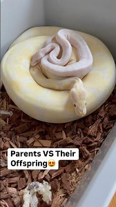 PARENT Ball Python VS BABY Ball Python😍🔥