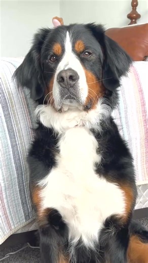 Derek is learning karate (insert Ross voice) 😂 #jasonbankscomedy #comedydogs #dogskits #grizzlybane #bmd | Grizzly bane