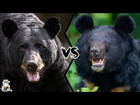 American Black Bear VS Asian Black Bear - Who Would Win A Fight?