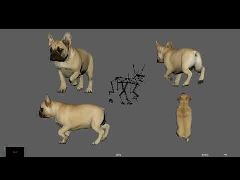 Bulldog Walk Cycle Reference Breakdown