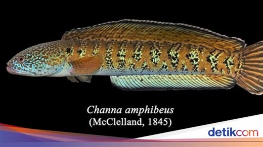Ikan Gabus Langka Dikira Punah 80 Tahun Lalu, Eh Muncul Lagi