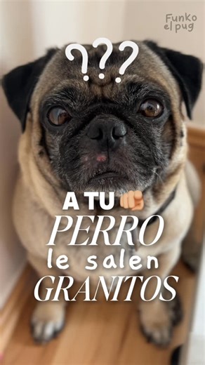 Funko el Pug 🐸 | El acné canino es más común de lo que crees‼️😳 Te cuento👉🏼por qué aparece y mis mejores tips para eliminarlo🚫 #funkoelpug #pugs... | Instagram