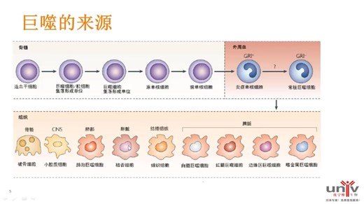 巨噬细胞的流式检测方案和NK CELL RESEARCH