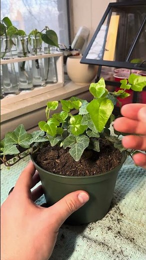 English Ivy Care Guide