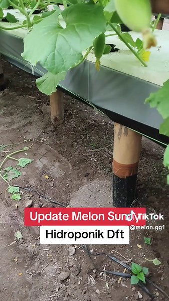 Pembaruan terbaru untuk Melon Sunny yang ditanam menggunakan sistem hidroponik DFT kini telah tersedia. Ini merupakan bagian dari usaha untuk menerapkan metode pertanian inovatif di Indonesia. Dengan teknik hidroponik ini, tanaman dapat tumbuh dengan nutrisi yang lebih terkontrol, sehingga menghasilkan buah yang lebih berkualitas. Dalam konteks pengembangan pertanian lokal, penggunaan AB Mix khusus untuk melon ini diharapkan dapat mendukung pertumbuhan yang optimal dan meningkatkan hasil panen. 