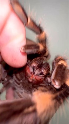 🕷️ 𝗦𝗽𝗶𝗱𝗲𝗿 🕸 on Instagram: "🕸️🕷️ . .📸 Source : Tiktok: kelvin_wiley All credit are reserved for their respective Owners . Pls DM for Credit or Remove. .---------------- . . #invert_macro#insects#insectlovers🌿#macroinsect#macrocaptures#insectlovers#instagood#spidersofinstagram#jumpingspider#spidermonkey#macro_champ#butterfliesofinstagram#macro_holic"