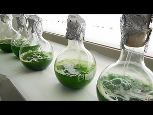 AS Puralga: animal waste turned into biodiesel with the help of microalgae