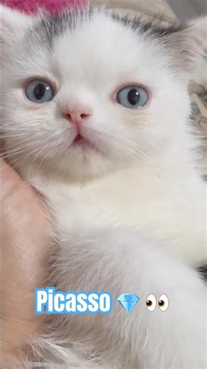 Exotic kitten with Dazzling Blue eyes in Tampa FL