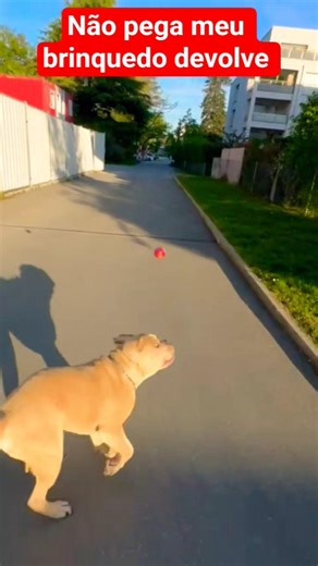 20/03/2026 #pitbull #pitbulldog #pitbulls #cachorros c#cachorro #pets #viral #viralvideo