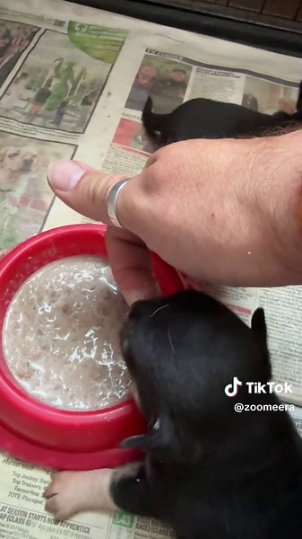 Weaning Chihuahua Puppies: First Steps to Solid Food