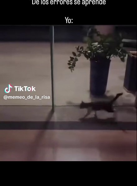 #covid19 #gatos #funny #paratiiiiiiiiiiiiiiiiiiiiiiiiiiiiiii #fbyツ