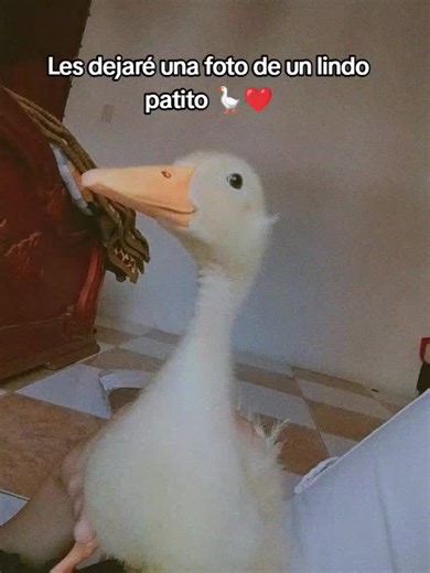Patricia Dávila on TikTok