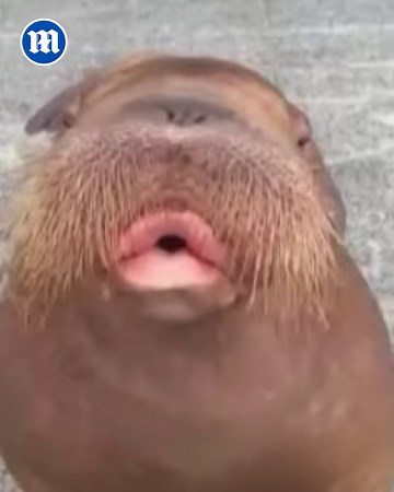 Walrus has a hidden talent! 😲 | Daily Mail Video