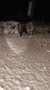 23K views · 434 reactions | In tempo reale dal Podere Il Campo a Vagliagli ecco il video che ci arriva da Uberto Pozzi  | Siena News | Facebook