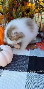 92K views · 8.4K reactions | I love fall most of all!!!  what’s your favorite thing about fall? | Dollface Persian Kittens | Facebook