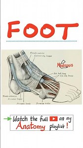 🦵 Leg Muscles - 🦶 Foot muscles - Thigh Muscles - Tibia & Fibula - Anatomy of Lower Limbs #doctor