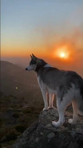 9 Mind-Blowing Facts About Wolves 🐺 | Nature’s Ghost #shorts