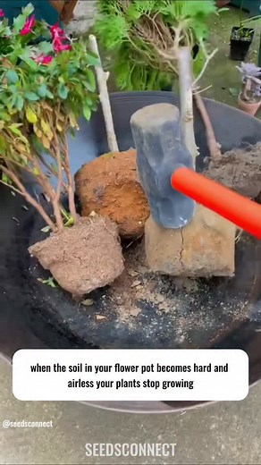 1. Engaging & friendly: “Hardened soil? Don’t worry — here’s one simple trick to make it soft and fertile again! 🌱 #Agriculture #HomeGardening #SoilCare #PlantingTips” 2. Educational & helpful: “Your soil has become compact and hard? Try this easy method to restore its vitality and improve plant growth! 🌿 #SoilImprovement #GardeningTips #Agriculture” 3. Short video caption style: “One trick to fix hardened soil — simple, quick, and effective! 🌾 #FarmingTips #GardeningHacks #HomeGardening” | S