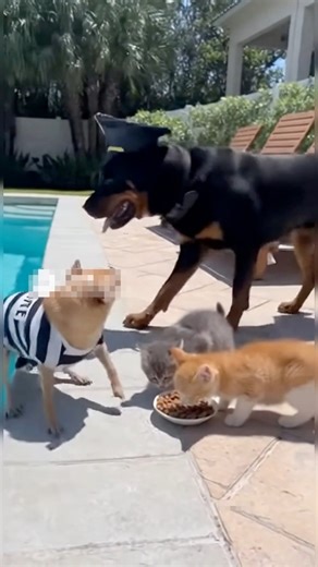 Thief Chihuahua scares kitten… Then the police Dog save the day 🍂🧹🐕💥🐱😂 100% AI video for fun & laughs!Every scene is digitally created — no real animals, babies, or people. 🐾Enjoy and share! 🚫 No reuploads.#AIreel #AIfunny #AIanimals #AIfun #CreativeAI #AIvideo #AImagic | Hasan’s Collective