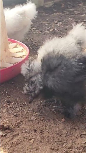Baby silkies first time outside.