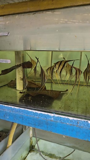 Altum angelfish held at the exporters facility in Brazil. Stunning fish! #angelfish #altum #altumangelfish #brazil #fish #fishtank #aquarium #angel | Premier aquatics ltd