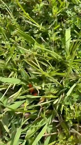 5.7K views · 124 reactions | Cow killer! It’s a Cow Ant, y’all! Also known as a “cow killer” bc it is told that the sting is painful enough to kill a cow. (It’s not really an ant but a type of wasp)I find one or two every year. Have you seen any?They are fast  and they sting so don’t touch (biology teacher is coming out in me today 路‍♀️ I’m chasing a cow killer across the yard 藍) | Danna Standridge | Facebook