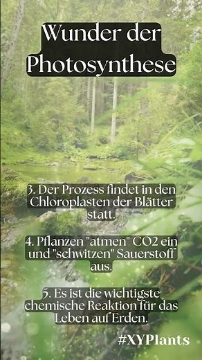 Wunder der Photosynthese einfach erklärt! ✅