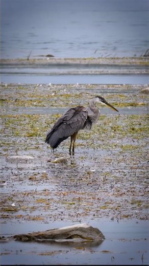 Golden Hour Ballet: A Heron in the Marsh 🌾🦢 #nature #life #wildlife #birds #naturelovers