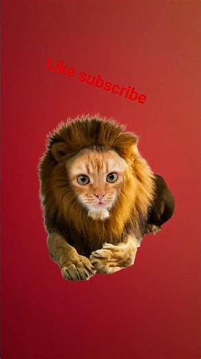 like subscribe do you win means put comment