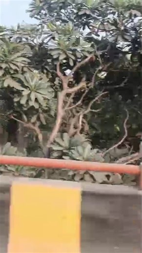 excuse ap dillon song# new trending