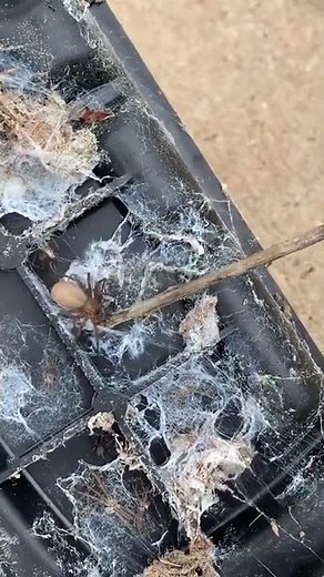 Huge Brown Recluse Spider