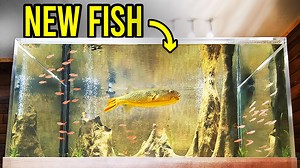 9.3K views · 264 reactions | Back on the urban fish farm, Cory added new plants and fish to the 800-gallon aquarium, fed Elmer the Fly River turtle, and moved Spoon the black ghost knifefish to his new home. #AquariumCoop | Aquarium Co-Op | Facebook