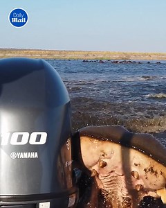 64K views · 231 reactions | He broke the motor  | Daily Mail Video | Facebook