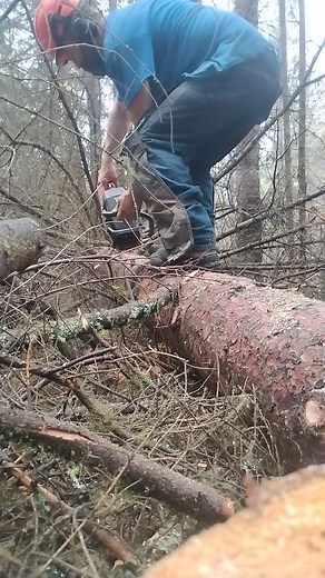Making sawdust 🌲🪵🔥🤙 | sawdust industries