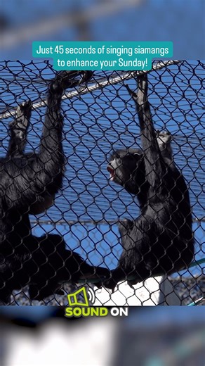 Just 45 seconds of singing siamangs to enhance your Sunday! Siamangs and other gibbons are known for their spectacular vocalizations, and when they get started you can hear them from anywhere in the Zoo (and into the surrounding neighborhoods!). Keep an ear out for Wayan, Eve, and Rahsia's serenade on your next visit #SoundOn #VolumeUp #siamang | ABQ BioPark